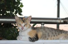 turkey/izmir/selcuk/ephesuspalacee95dc6f5.jpg