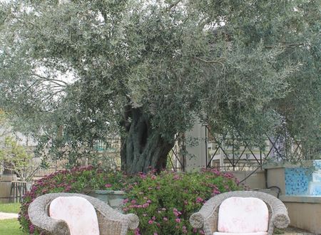 turkey/izmir/urla/beliziboutiquehotel1d5b351d.jpg