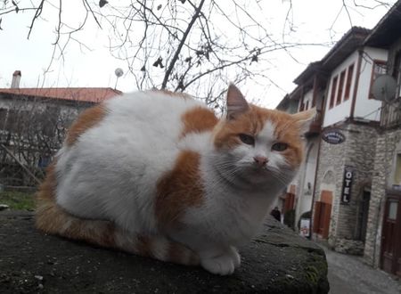 turkey/karabuk/safranbolu/demirkapikonakotela8d7e30c.jpg