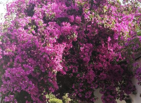 turkey/mugla/bodrum/myndosbedbreakfast80043b14.jpg