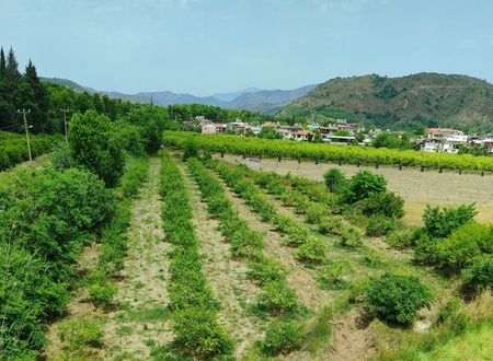 turkey/mugla/dalaman/thedalamansuitespansiyone92122c8.jpg