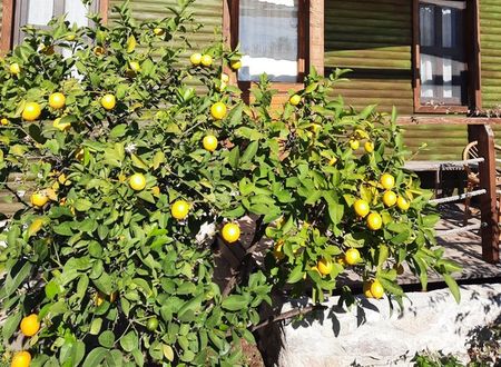 turkey/mugla/datca/baharbahcedatca48cd319a.jpg