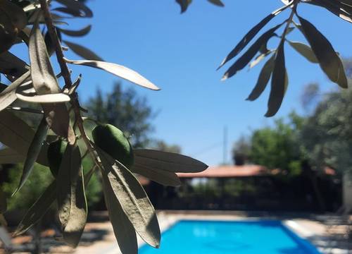 turkey/mugla/datca/baharbahcedatca789a3602.jpg