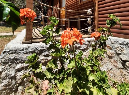 turkey/mugla/datca/baharbahcedatcad0a3e324.jpg