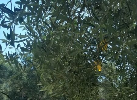 turkey/mugla/datca/kuruyanosagacevleri338c1c27.jpg