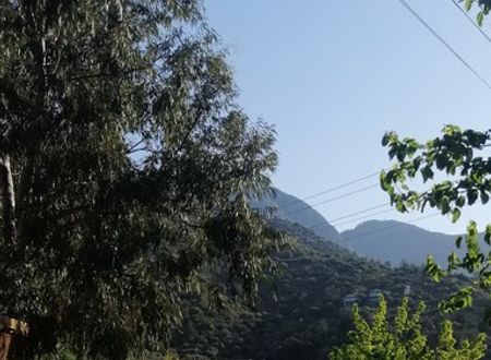 turkey/mugla/datca/kuruyanosagacevleri44db496f.jpg