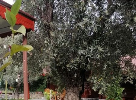 turkey/mugla/datca/kuruyanosagacevleri6092e1d2.jpg