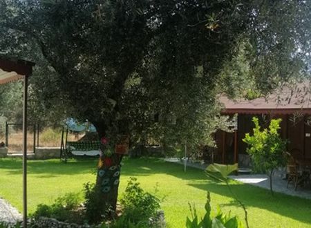 turkey/mugla/datca/kuruyanosagacevleric1502665.jpg