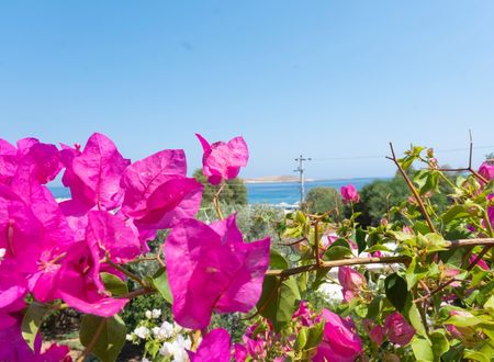 turkey/mugla/datca/limanpansiyonguesthouse7498c3f9.jpg