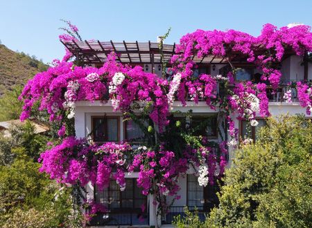 turkey/mugla/datca/limanpansiyonguesthoused0a6cd3f.jpg