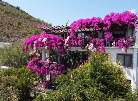 turkey/mugla/datca/limanpansiyonguesthousedb56393d.jpg