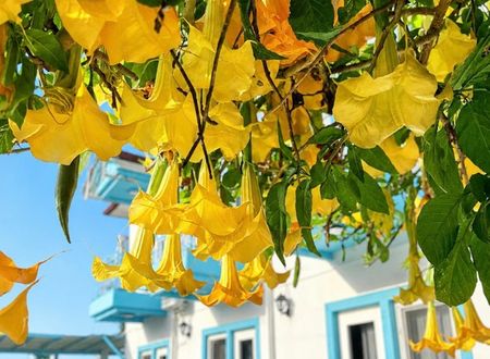 turkey/mugla/fethiye/enjoypansiyonfethiye180fc369.jpg