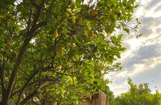 turkey/mugla/fethiye/faralyamisafirevi2a2aa3c0.jpg