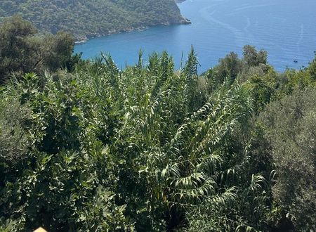 turkey/mugla/fethiye/kabakarmes302ea7ea.jpg