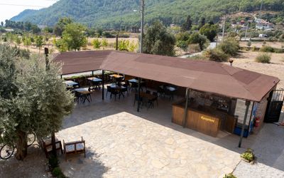 Olive Tree Apart · 4