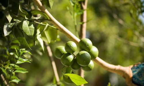 turkey/mugla/limondatca4a0c9ef1.jpg