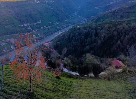 turkey/rize/ardesen/ayderrosesatobungalowf70316e4.jpg