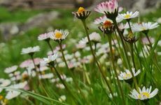 turkey/rize/camlihemsin/ayderyaylabungalov2d5fd81d.jpg