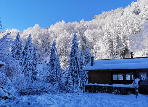 turkey/rize/camlihemsin/kotitayderbungalovrestaurant1545396c.jpg