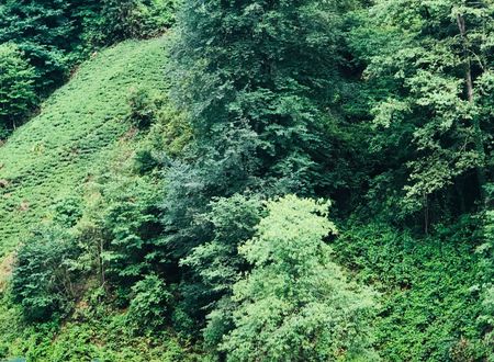 turkey/rize/camlihemsin/tanurabungalowsa9076549.jpg