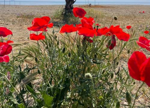 turkey/tekirdag/suleymanpasa/novaportboutiquehotel111fa511.jpg
