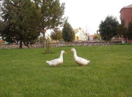 turkiye/afyon/merkez/omer-thermal-hotel-940605.jpg