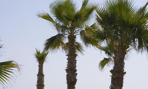 turkiye/antalya/alanya/timo-resort-hotel_985be43a.jpg