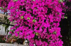 turkiye/antalya/gazipasa/delfin-otel_9f2db876.jpg