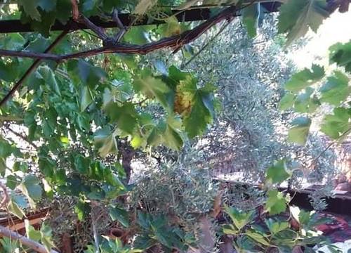 turkiye/antalya/kas/amfora-apart_dd5c1f1c.jpg