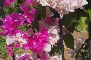 turkiye/antalya/kas/central-suit-f17f6f20.jpg