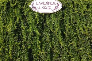 turkiye/antalya/kas/lavenders-lodge_31e0058c.jpg