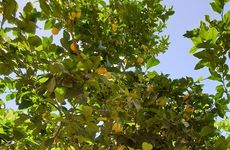 turkiye/antalya/kas/limon-pansiyon-14b6438a.jpg