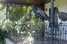 turkiye/antalya/kemer/anatolia-resort-hotel_38650c60.jpg