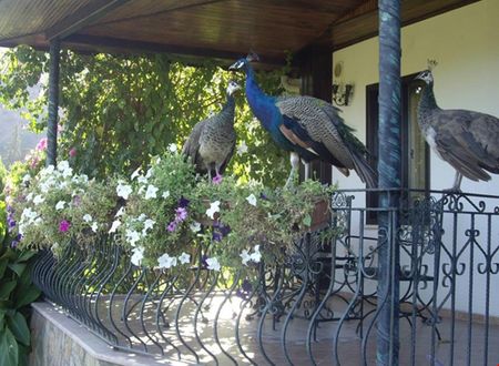 turkiye/antalya/kemer/anatolia-resort-hotel_38650c60.jpg