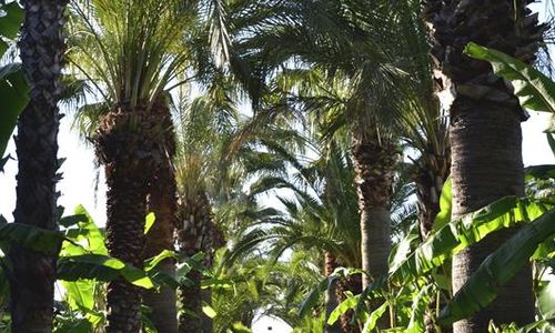 turkiye/antalya/kemer/emelda-sun-club_e7759316.jpg