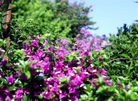 turkiye/antalya/kemer/flora-garden-pansiyon_393d5b4f.jpg