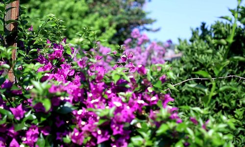 turkiye/antalya/kemer/flora-garden-pansiyon_393d5b4f.jpg