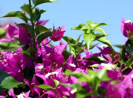 turkiye/antalya/kemer/flora-garden-pansiyon_a3093b49.jpg