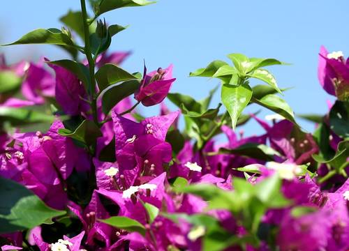 turkiye/antalya/kemer/flora-garden-pansiyon_a3093b49.jpg