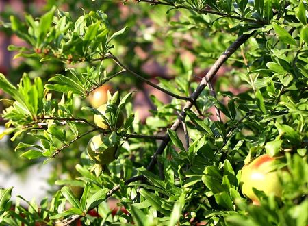 turkiye/antalya/kemer/flora-garden-pansiyon_ffa55b12.jpg