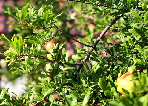 turkiye/antalya/kemer/flora-garden-pansiyon_ffa55b12.jpg