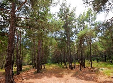 turkiye/antalya/kemer/forest-park-hotel-39099b.jpg