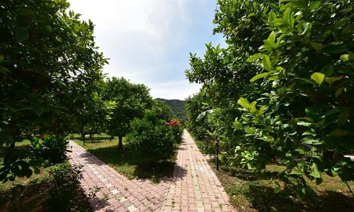 turkiye/antalya/kemer/lemon-garden-lodge-c6cf5f56.jpg