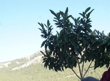 turkiye/antalya/kemer/lycia-hotel-ulupinar-e2326762.jpg