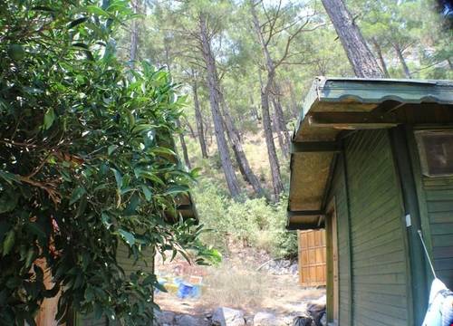 turkiye/antalya/kemer/olympos-zeytin_796e42ea.jpg