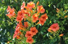 turkiye/antalya/kemer/parus-otel_844b7d9b.jpg
