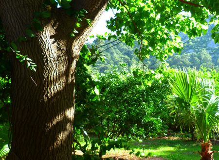 turkiye/antalya/kemer/simge-pansiyon-643-70157c96.jpg