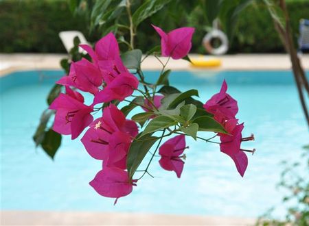 turkiye/antalya/kemer/tuncer-garden-hotel-1391801868.JPG