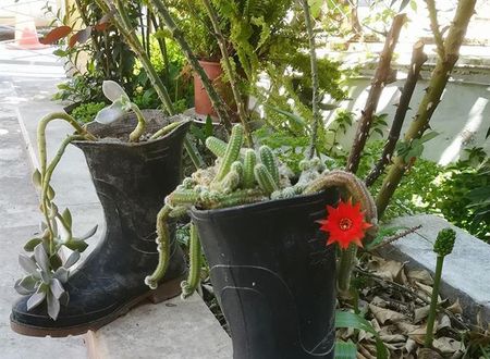 turkiye/antalya/kemer/tuncer-garden-hotel-c3fb7e16.jpg