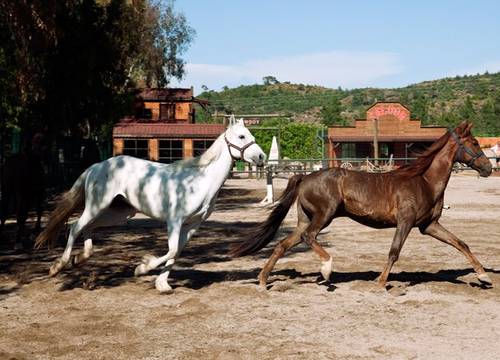 turkiye/antalya/kemer/viverde-hotel-berke-ranch-221974.jpg